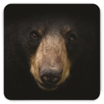 Black Bear Magnet